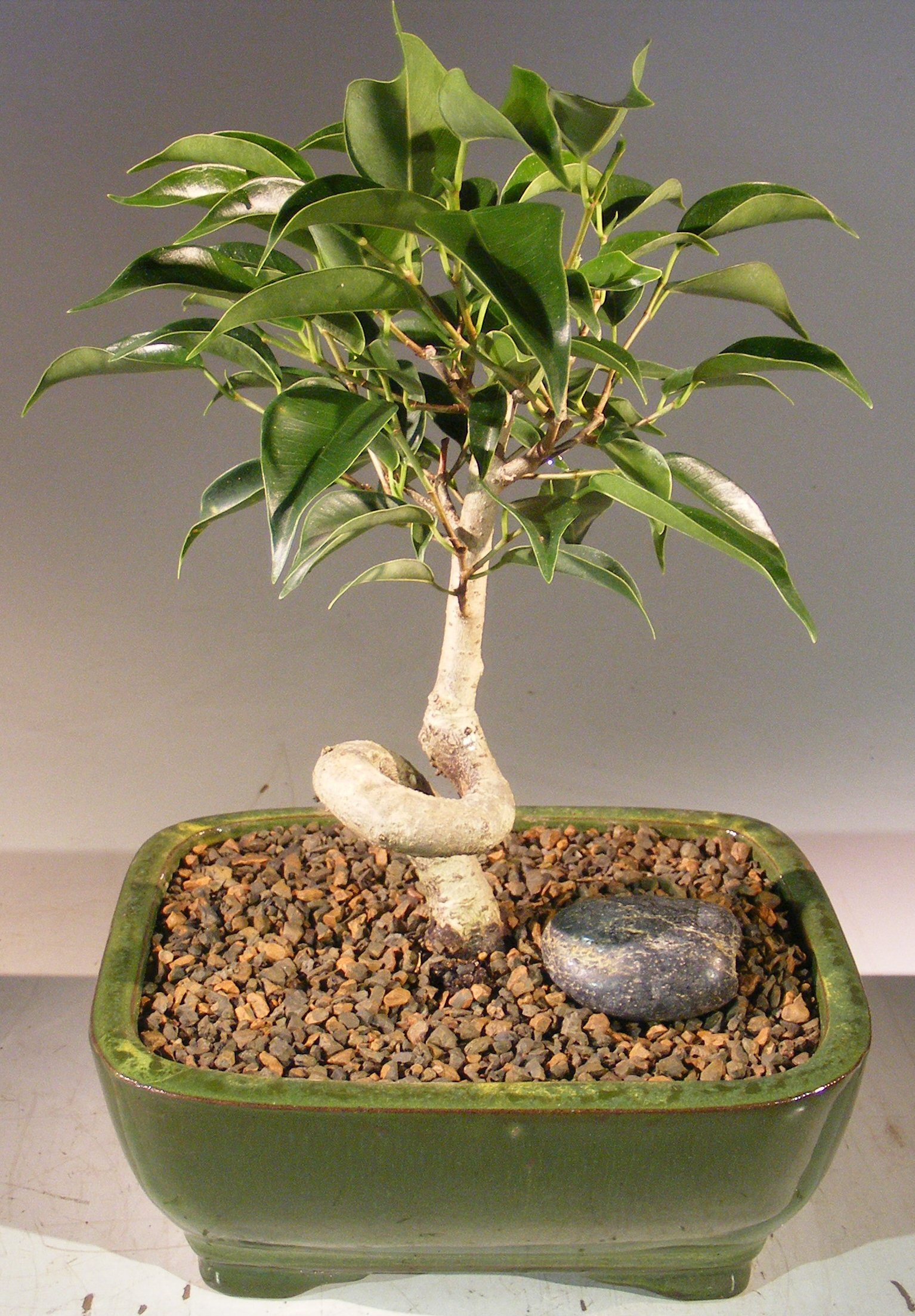 Fig species which is native to South and South-East Asia. This evergreen tree is particularly good for bonsai training as they produce sturdy trunks, good branching charachteristics and shiny leaves. Best to trim in early summer as the new leaves that subsequently grow will be smaller than the ones removed. Ours is trained in the coiled trunk style. Great for indoors year-round, the brighter the location, the more compact the growth.
