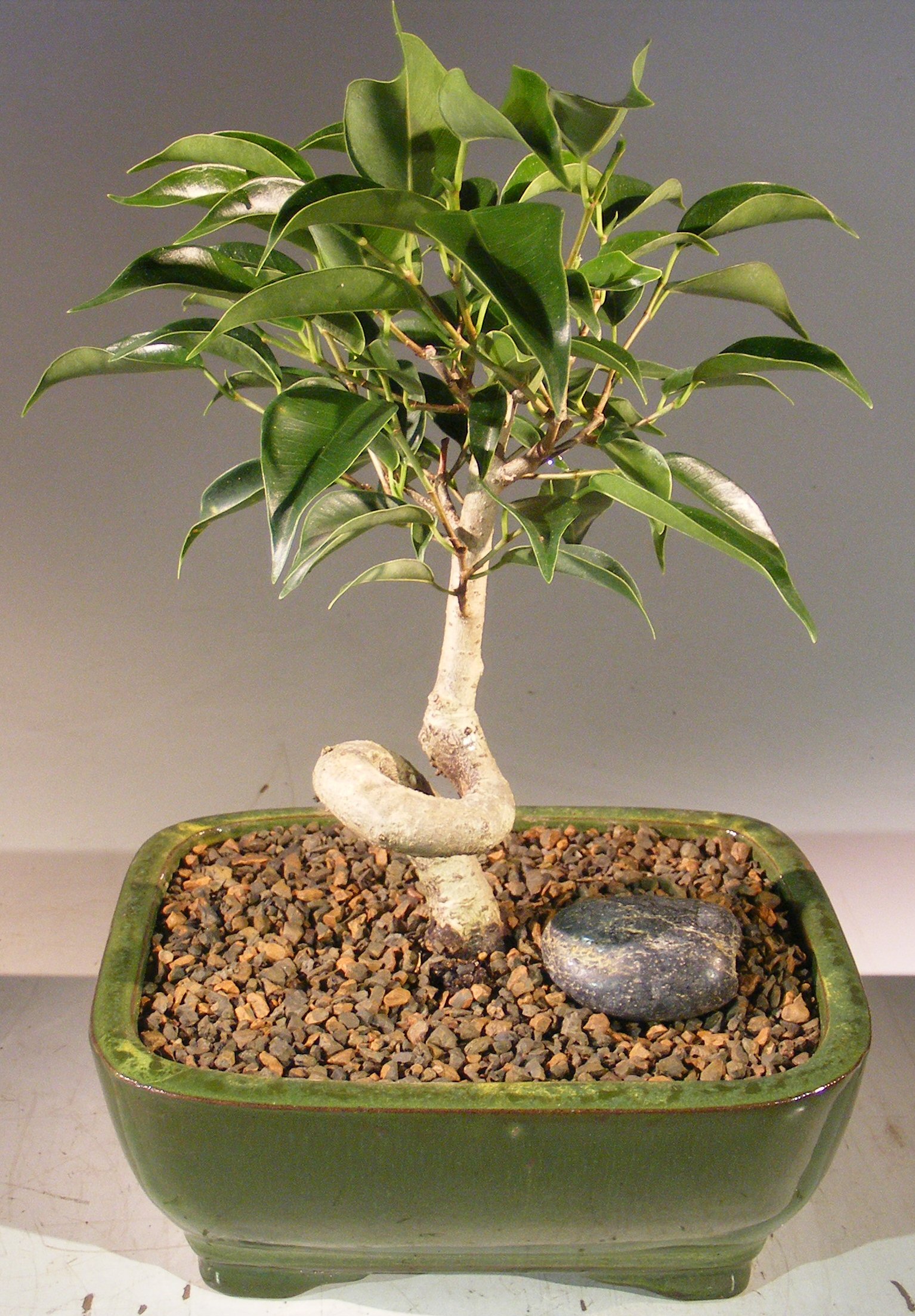 Oriental Ficus Bonsai Tree - Smallcoiled Trunk(ficus Benjamina 