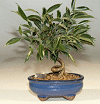 Oriental Ficus 
                                             (ficus benjamina 'orientalis')