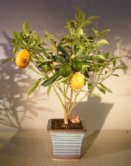 unknown Kumquat Bonsai Tree - Variegated<br><i>(fortunella japonica 'marumi')</i>