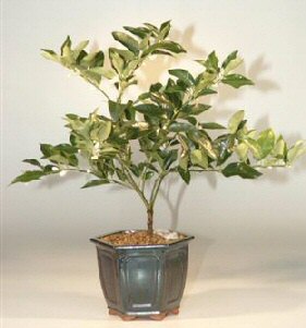 unknown Limequat Bonsai Tree<br><i>(limequat eustis)</i>