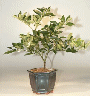 Limequat (limequat
                                             eustis)