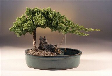 Juniper Bonsai on Juniper In A Water Bonsai Pot   Large Juniper Procumbens  Nana