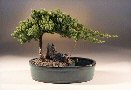 Juniper in a Water Bonsai Pot <br><i>(juniper procumbens 