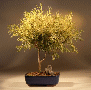 Gold Thread Cypress
                                             (chamaecyparis pisifera 'filifera aurea' nana)