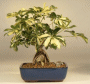 Hawaiian Umbrella
                                    Tree Variegated Root Over Rock (arboricola schefflera 'gold capella')