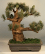 Artificial Needle
                                             Pine 15