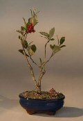 English Crabapple (pourthirea villosa)