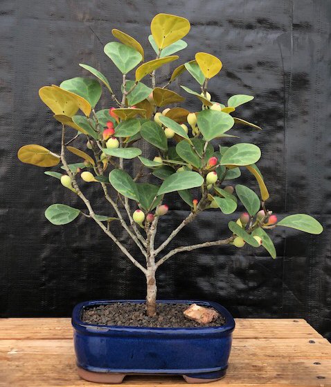 unknown Mistletoe Fig Bonsai Tree<br><i>(ficus diversifolia)</i>