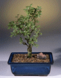 Cork Bark Elm (ulmus neri)