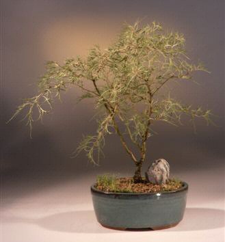 Laceleaf Weeping White Birch Bonsai Tree (betula pendula 'trosts dwarf') Image