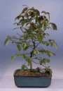 Rock Hornbeam (carpinus
                                             turczaninovii)