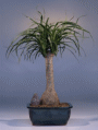 Pony Tail Palm -
                                             Large