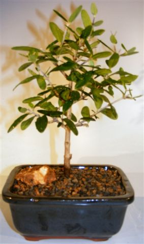 Flowering and Fruiting Arbequina Olive Bonsai Tree(arbequina) Image