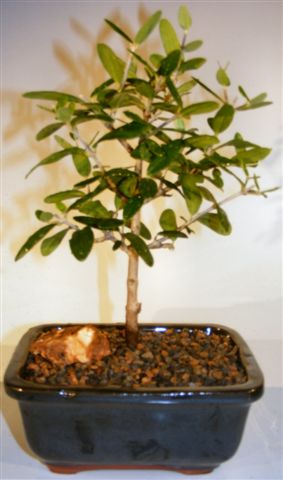 Olive Bonsai Tree<br><i>(olea europaea 