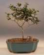 Olive (olea europaea
                                             