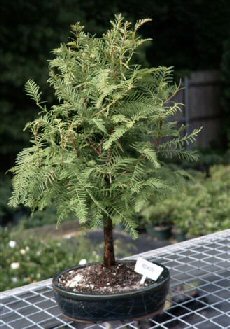 Redwood Bonsai Tree (metasequoia glyptostroboides) Image