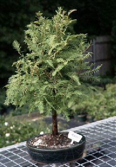 Redwood Bonsai Tree  (metasequoia glyptostroboides)