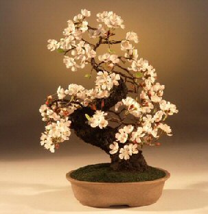 Bonsai Pots on Artificial Cherry Blossom   Small