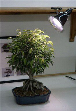 Artificial Bonsai Tree on Features  Clamp On Fixture For Extra Light 60 Watt Grow Bulb With 3000