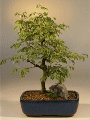 Brazilian Raintree Large (pithecellobium tortum)