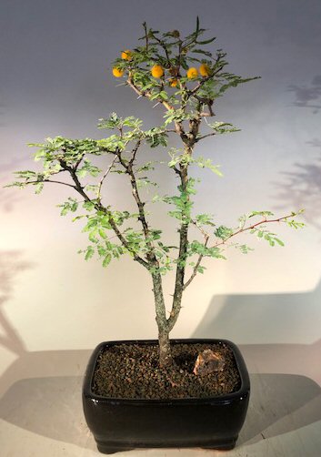 unknown Flowering Sweet Acacia Bonsai Tree<br><i>(acacia farnesiana)</i>