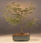 Sweet Acacia (acacia farnesiana)