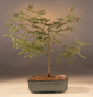 Sweet Acacia (acacia
                                             farnesiana)