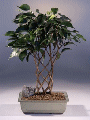 Ficus - Trellis (ficus 'midnight')