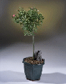 Rose Tree Tom Thumb Cherry Red Miniature