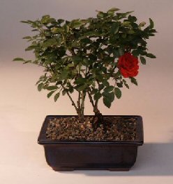 unknown Flowering Mini Rose<br>Tiny Red