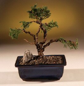 Shimpaku Juniper Bonsai Tree - Trained  (juniper chinensis)