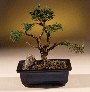 Shimpaku Juniper Bonsai Tree - Trained<br><i>(juniper chinensis)</i>