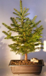 Colorado Blue Spruce Bonsai Tree (picea pungens glauca)