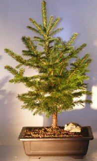 Colorado Blue Spruce Bonsai Tree  (picea pungens glauca)