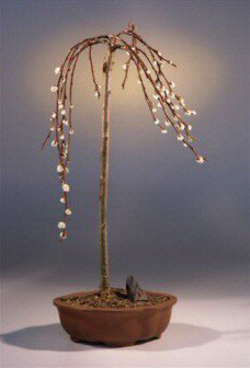 Artificial Bonsai Tree on Flowering Weeping Pussy Willow Bonsai Tree Salix Caprea  Kilmarnock