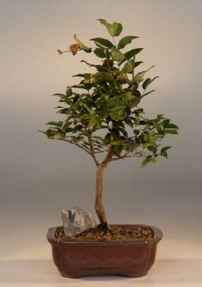 Flowering Jaboticaba Bonsai Tree - Medium (eugenia caulifora) Image