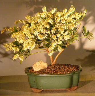 Flowering Andromeda Bonsai Tree - Large(pieris japonica variegata) Image