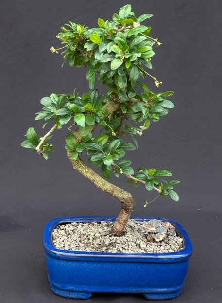 Flowering Fukien Tea Bonsai Tree - Medium <br>Curved Trunk Style <br><i>(ehretia microphylla)</i>