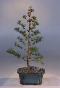 Japanese Larch Bonsai Tree  (larix leptolepsis)