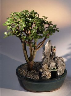 Baby Jade Bonsai TreeStone Landscape Scene(portulacaria afra) Image