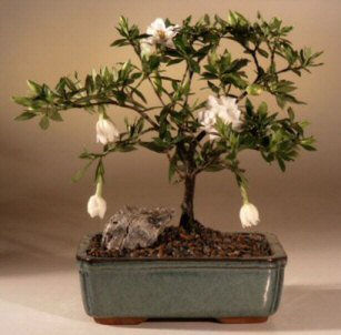 Flowering Gardenia Bonsai Tree - Medium (gardenia jasminoides) Image