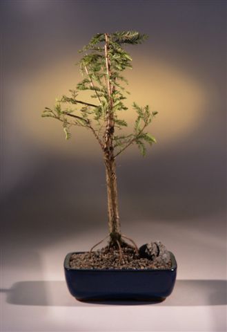 Bald Cypress Bonsai Tree(taxodium distichum) Image