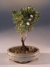 unknown Mount Fuji Serissa  -  Small<br><i>(serissa foetida)</i>