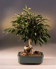 Oriental Ficus Bonsai Tree (Coiled Trunk) - Large  (benjamina 'orientalis')
