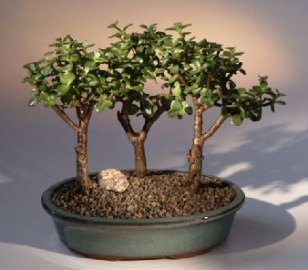 This succulent bonsai, also known as the "Elephant Bush", is native to South Africa and has pale green leaves that are almost round and about one-third the size of the common Jade plant. The fleshy trunk, branches, and leaves are used to store water. An excellent bonsai tree for the home of office. We pot 3 trees together in a pot to give the appearance of a grove or forest scene.