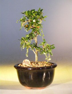 unknown Fukien Tea Bonsai Tree - Small<br>Straight Trunk Style<br><i>(ehretia microphylla)</i>