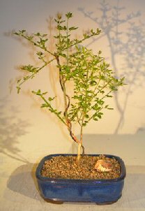 Flowering Winter Jasmine Bonsai Tree (jasminum nudiflorum)