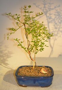 Flowering Winter Jasmine Bonsai Tree  (jasminum nudiflorum)