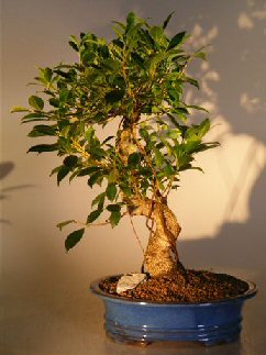 Ficus Retusa Golden Coin  Bonsai Tree (Curved Trunk) - Large  (ficus retusa)